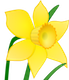 daffodil